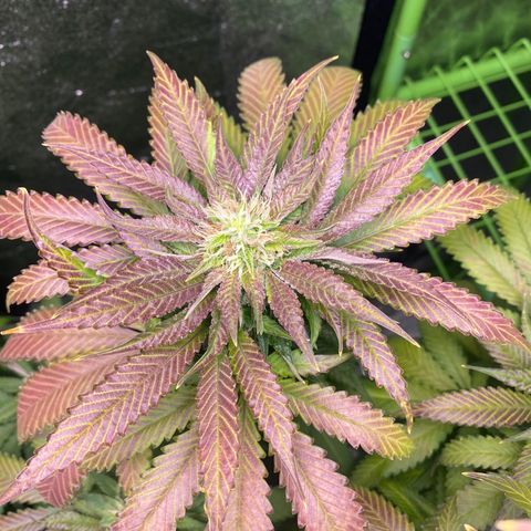  Captain Redbeard’s cherry pie  growlog timeline photo