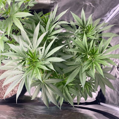  Captain Redbeard’s cherry pie  growlog timeline photo