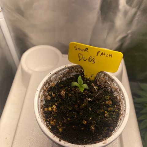 Sour patch dubs growlog timeline photo