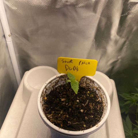 Sour patch dubs growlog timeline photo