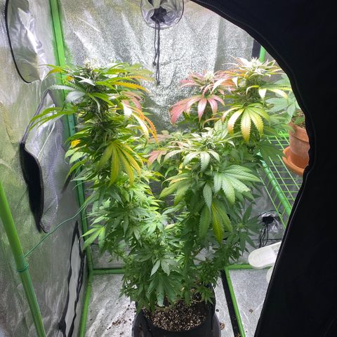  Captain Redbeard’s cherry pie  growlog timeline photo