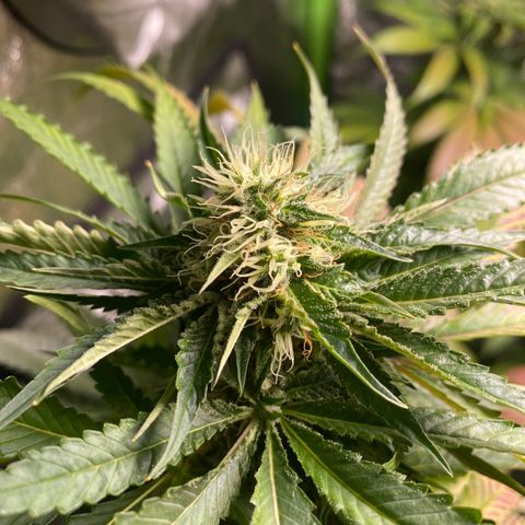  Captain Redbeard’s cherry pie  growlog timeline photo