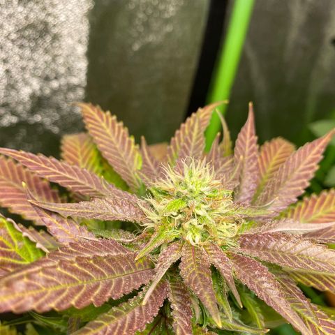  Captain Redbeard’s cherry pie  growlog timeline photo