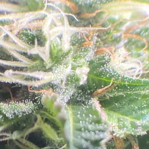  Captain Redbeard’s cherry pie  growlog timeline photo