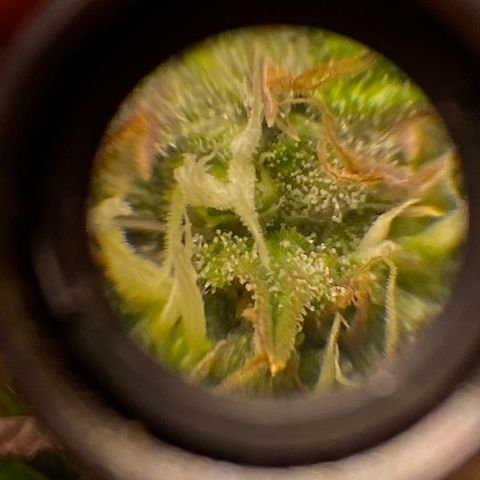  Captain Redbeard’s cherry pie  growlog timeline photo