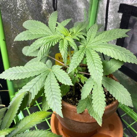  Knockout punch  growlog timeline photo
