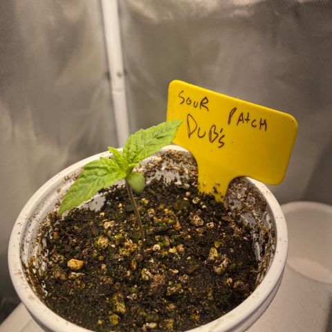 Sour patch dubs growlog timeline photo