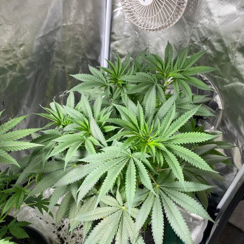  Captain Redbeard’s cherry pie  growlog timeline photo