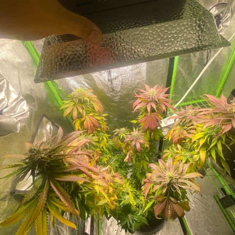  Captain Redbeard’s cherry pie  growlog timeline photo