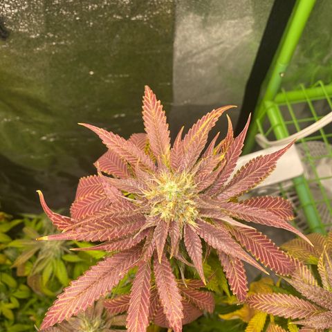  Captain Redbeard’s cherry pie  growlog timeline photo