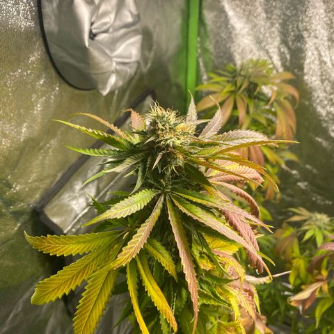  Captain Redbeard’s cherry pie  growlog timeline photo