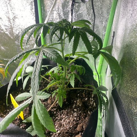  Knockout punch  growlog timeline photo