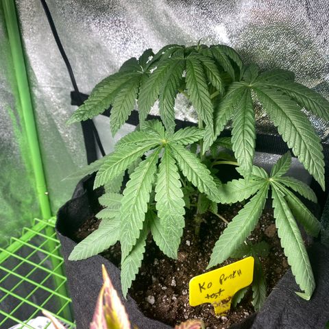  Knockout punch  growlog timeline photo