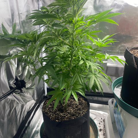  Captain Redbeard’s cherry pie  growlog timeline photo