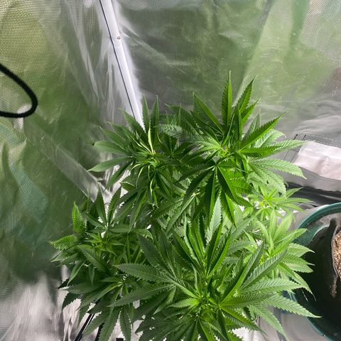 Captain Redbeard’s cherry pie  growlog timeline photo