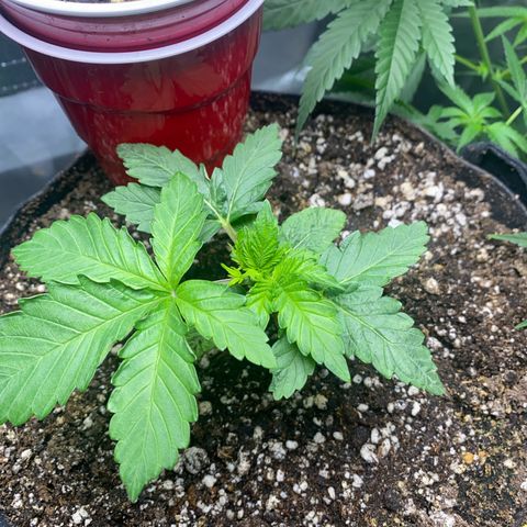 Sour patch dubs growlog timeline photo