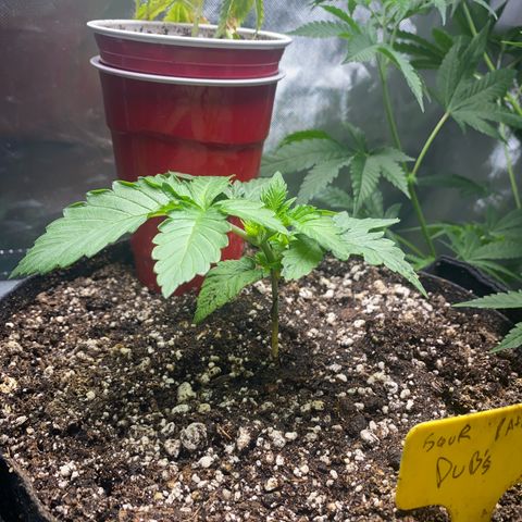 Sour patch dubs growlog timeline photo