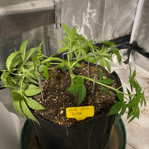 Sour patch dubs growlog timeline photo