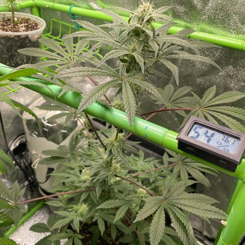  Knockout punch  growlog timeline photo