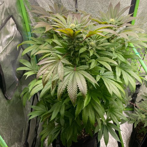  Captain Redbeard’s cherry pie  growlog timeline photo