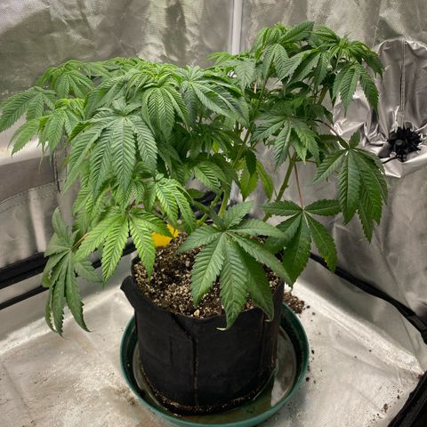 Sour patch dubs growlog timeline photo