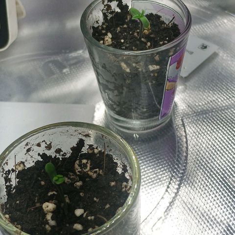Cosmic cheddar f1 growlog timeline photo