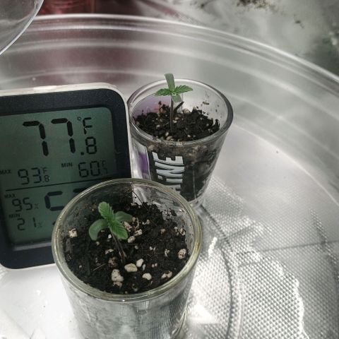 Cosmic cheddar f1 growlog timeline photo