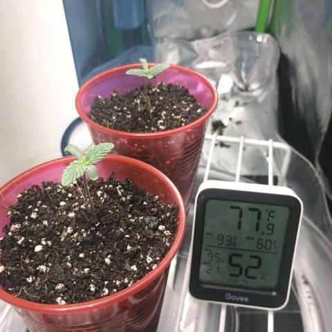 Cosmic cheddar f1 growlog timeline photo