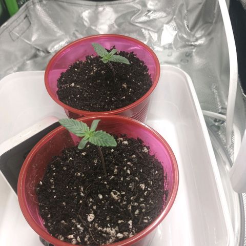 Cosmic cheddar f1 growlog timeline photo
