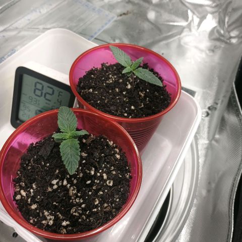 Cosmic cheddar f1 growlog timeline photo