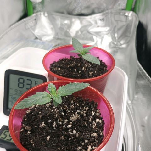 Cosmic cheddar f1 growlog timeline photo
