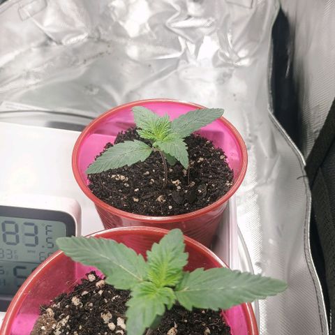 Cosmic cheddar f1 growlog timeline photo