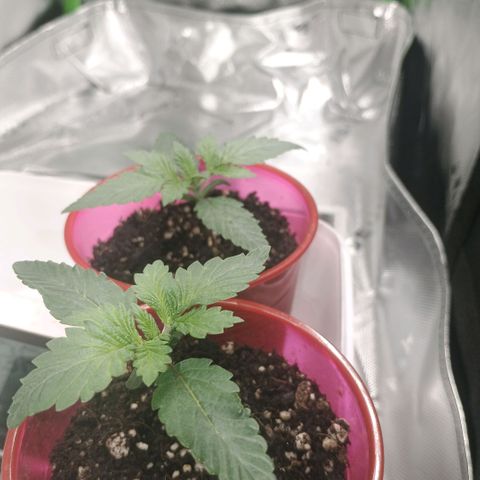 Cosmic cheddar f1 growlog timeline photo