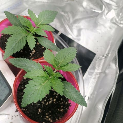Cosmic cheddar f1 growlog timeline photo