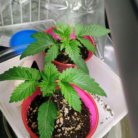 Cosmic cheddar f1 growlog timeline photo