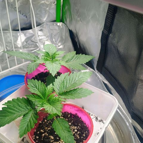 Cosmic cheddar f1 growlog timeline photo