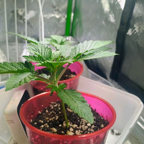 Cosmic cheddar f1 growlog timeline photo