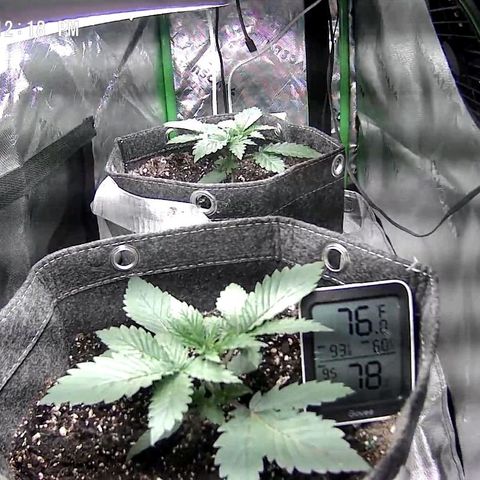 Cosmic cheddar f1 growlog photo: Transplanted into 3gal cloth pots and watered in with grow dots and 1/2 gal of recharge for each pot