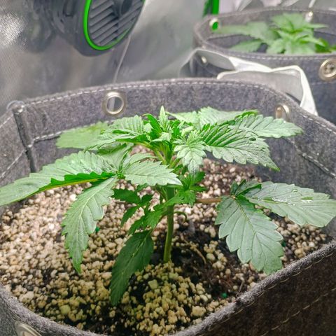 Cosmic cheddar f1 growlog timeline photo