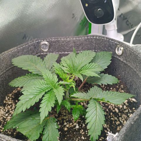 Cosmic cheddar f1 growlog timeline photo