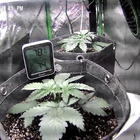 Cosmic cheddar f1 growlog timeline photo