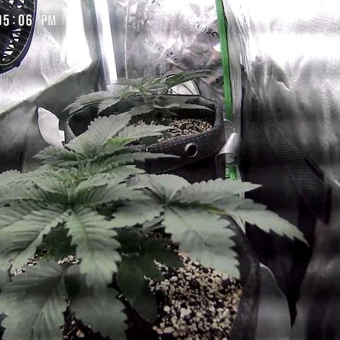 Cosmic cheddar f1 growlog timeline photo