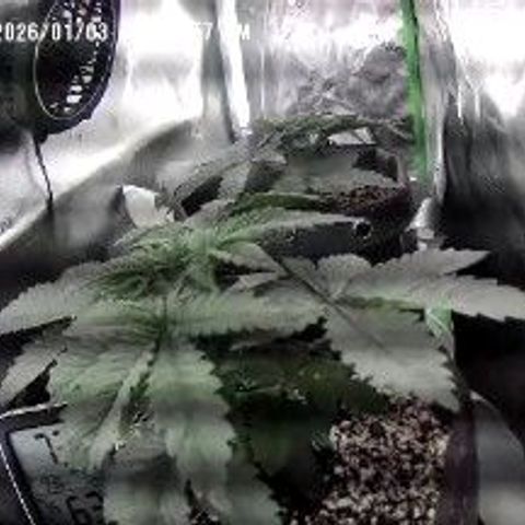 Cosmic cheddar f1 growlog timeline photo