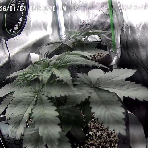 Cosmic cheddar f1 growlog timeline photo