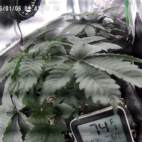 Cosmic cheddar f1 growlog timeline photo