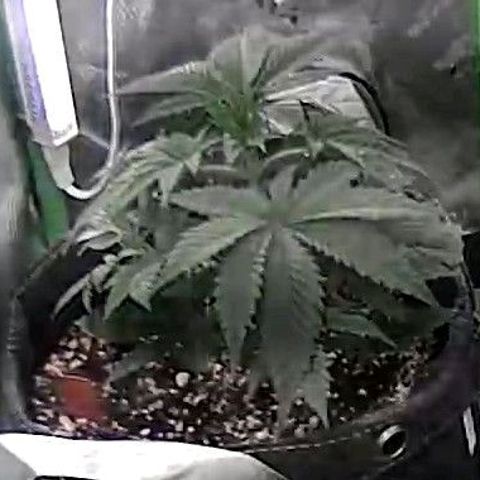 Cosmic cheddar f1 growlog timeline photo