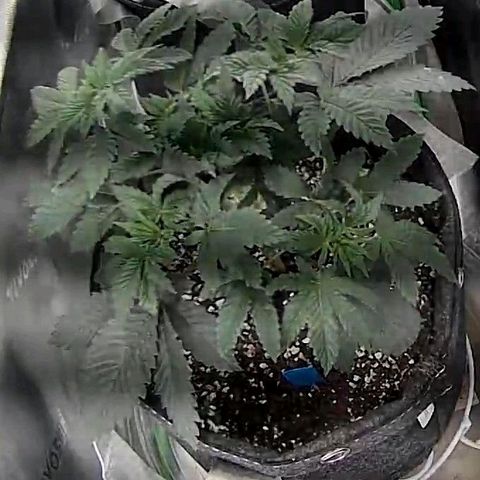 Cosmic cheddar f1 growlog timeline photo