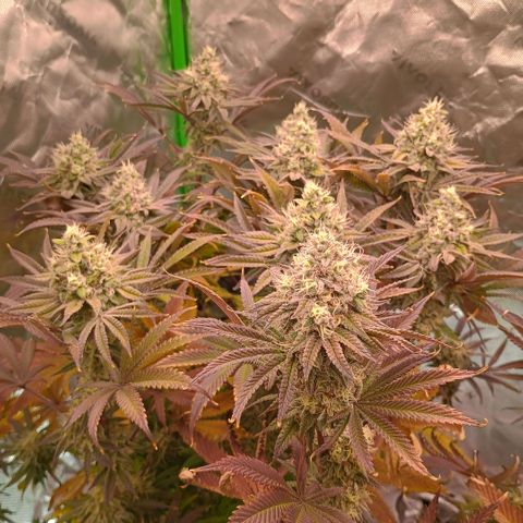 Cosmic cheddar f1 growlog timeline photo