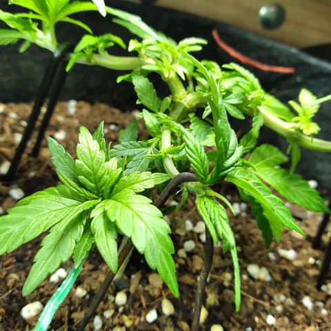 Green Crack growlog timeline photo