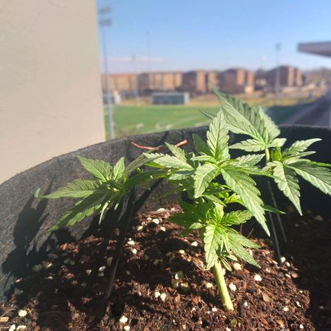 Green Crack growlog timeline photo